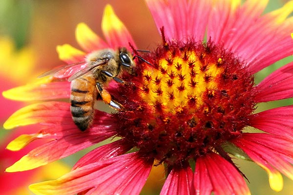 Чтобы собрать 1 кг меда, пчелам нужно пролететь до 144840 км , что эквивалентно трем орбитам вокруг Земли