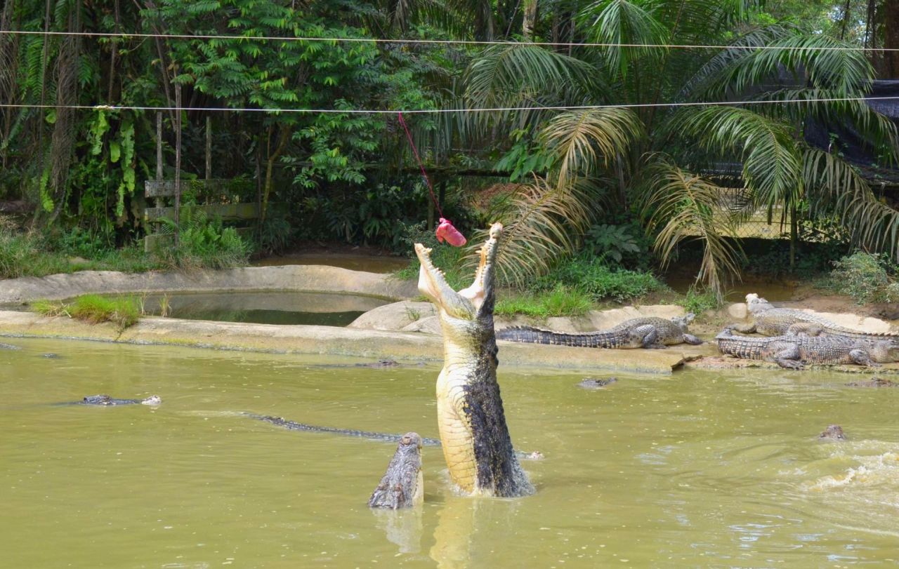 Крокодилов на ферме кормят отборным мясом