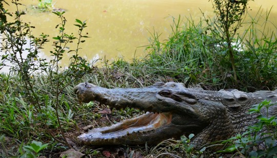 Крокодиловая ферма это одно из мест которое нужно посетить в Кучинге