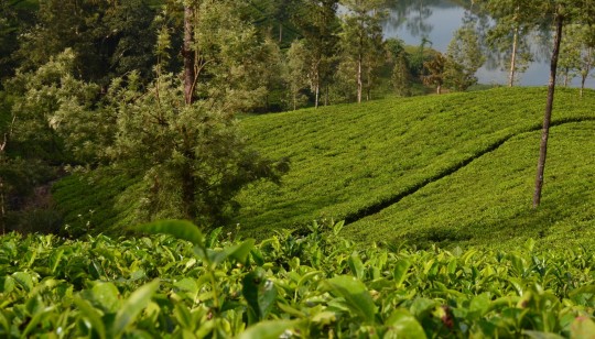 Чайные плантации Шри-Ланки